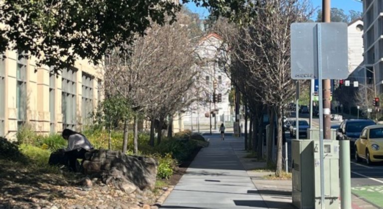 Row of both dead and alive trees outside new building