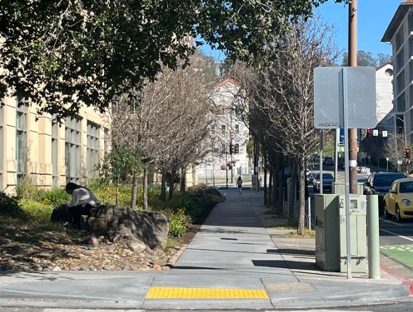 Row of both dead and alive trees outside new building 2